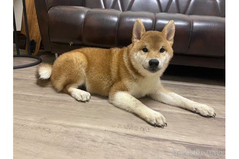 成約済の滋賀県の柴犬-308606の3枚目