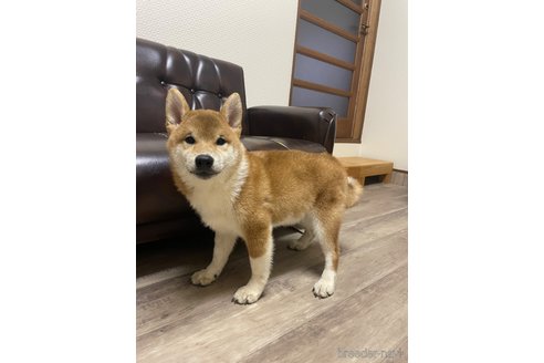成約済の滋賀県の柴犬-308606の4枚目