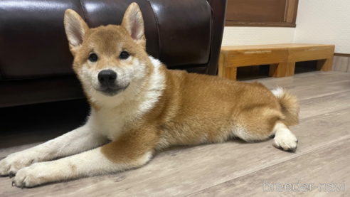 成約済の滋賀県の柴犬-308606の1枚目
