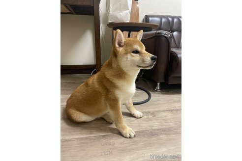 成約済の滋賀県の柴犬-308604の2枚目