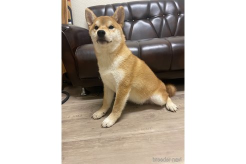 成約済の滋賀県の柴犬-308604の3枚目