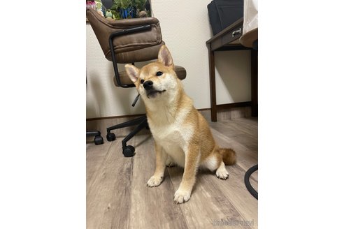 成約済の滋賀県の柴犬-308604の4枚目