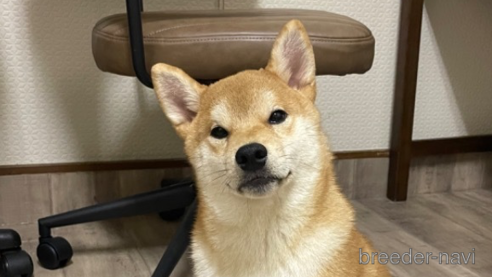 成約済の滋賀県の柴犬-308604の1枚目