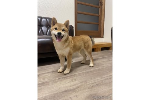 成約済の滋賀県の豆柴-306720の1枚目