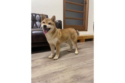 成約済の滋賀県の豆柴-306720の2枚目