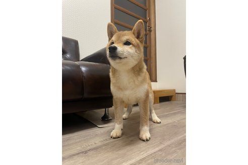 成約済の滋賀県の豆柴-306720の4枚目