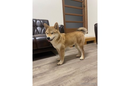 成約済の滋賀県の豆柴-306720の5枚目