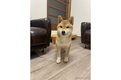 成約済の滋賀県の豆柴-306720の3枚目
