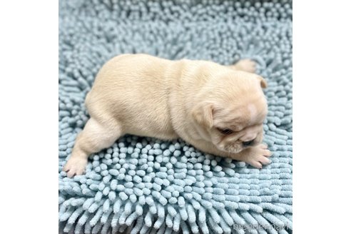 成約済の熊本県のフレンチブルドッグ-330559の4枚目