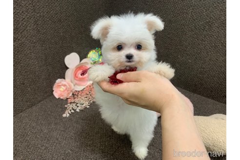 販売中の東京都のチワマル:チワワ×マルチーズ-325901の19枚目