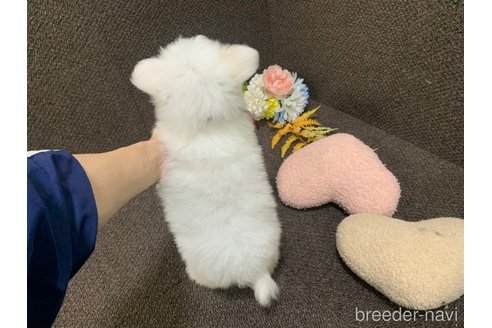 販売中の東京都のチワマル:チワワ×マルチーズ-325901の20枚目