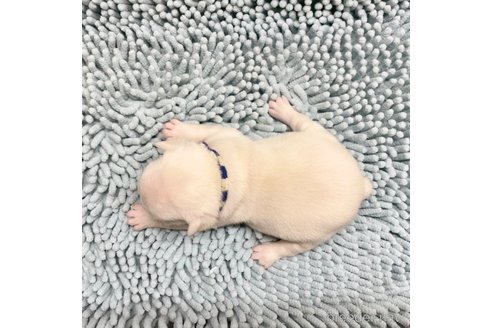 成約済の熊本県のフレンチブルドッグ-330560の3枚目