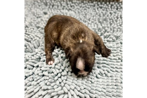 成約済の熊本県のフレンチブルドッグ-330563の4枚目