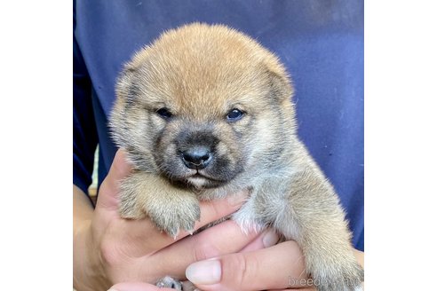 成約済の熊本県の柴犬-330564の6枚目