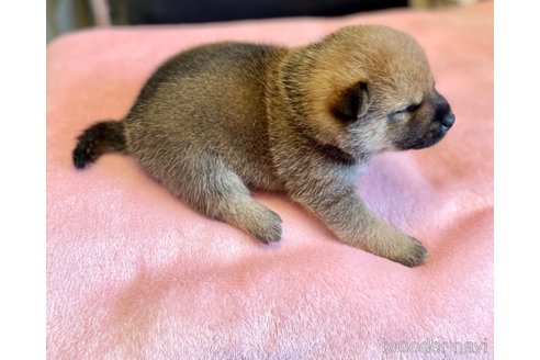 成約済の熊本県の柴犬-330564の7枚目