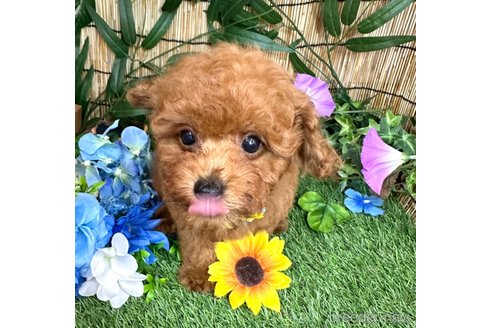 成約済の愛知県のトイプードル-318955の2枚目