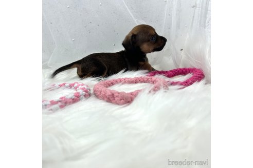 成約済の栃木県のチワックス:チワワ×ミニチュアダックスフンド-329576の15枚目