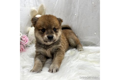 成約済の栃木県の柴犬-330567の2枚目