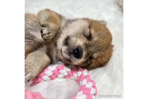 成約済の栃木県の柴犬-330567の3枚目