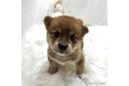 成約済の栃木県の柴犬-330567の1枚目