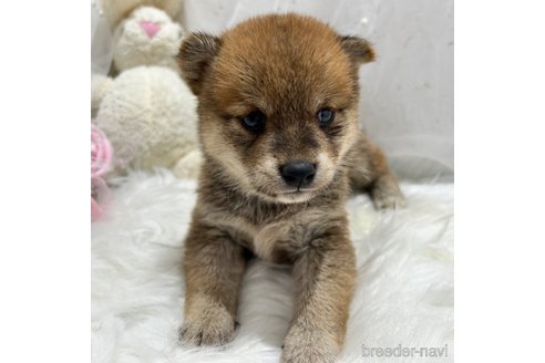 成約済の栃木県の柴犬-330567の4枚目