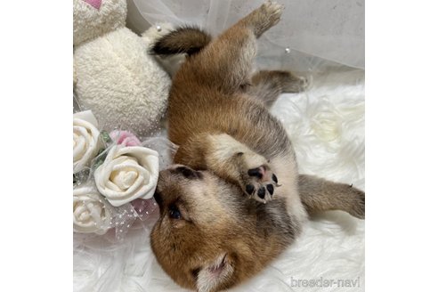 成約済の栃木県の柴犬-330567の5枚目