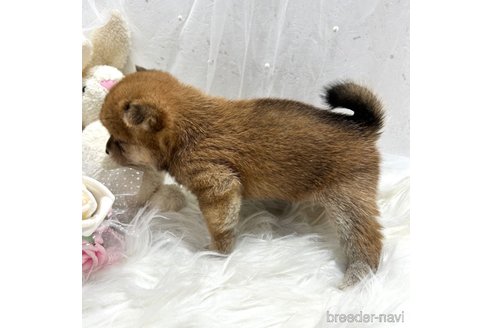 成約済の栃木県の柴犬-330567の6枚目