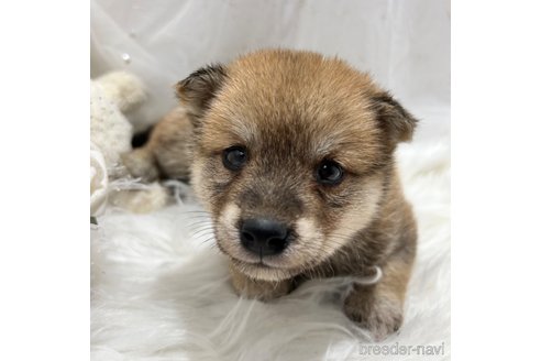 成約済の栃木県の柴犬-330568の6枚目