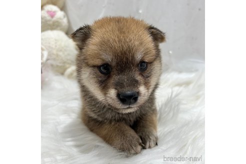 成約済の栃木県の柴犬-330568の2枚目