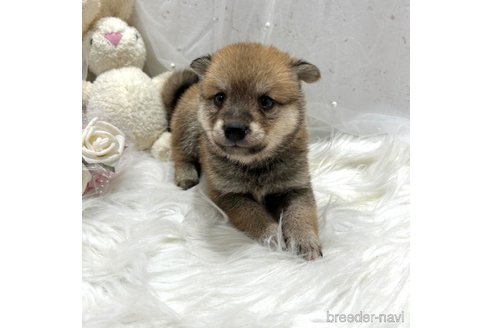 成約済の栃木県の柴犬-330568の3枚目