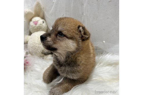 成約済の栃木県の柴犬-330568の5枚目
