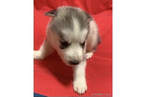 成約済の愛知県のシベリアンハスキー-330571