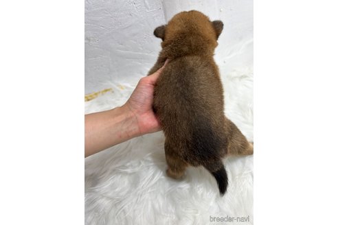 成約済の栃木県の柴犬-330572の37枚目