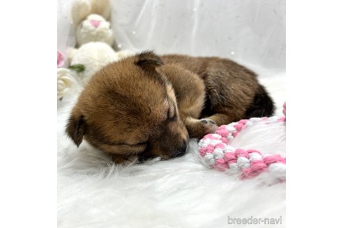 成約済の栃木県の柴犬-330572の39枚目