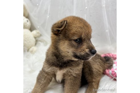 成約済の栃木県の柴犬-330572の36枚目