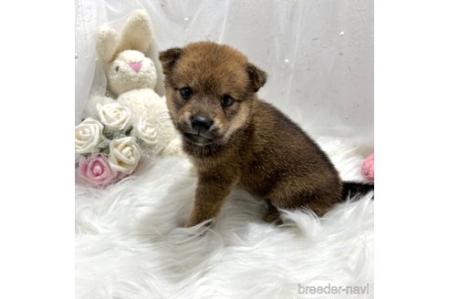 成約済の栃木県の柴犬-330572の35枚目