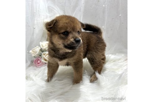 成約済の栃木県の柴犬-330572の34枚目