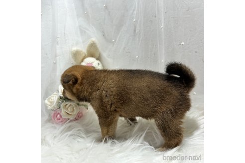 成約済の栃木県の柴犬-330572の33枚目
