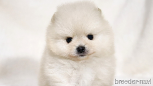 子犬
