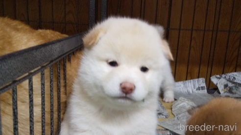 成約済の岡山県の柴犬-324966