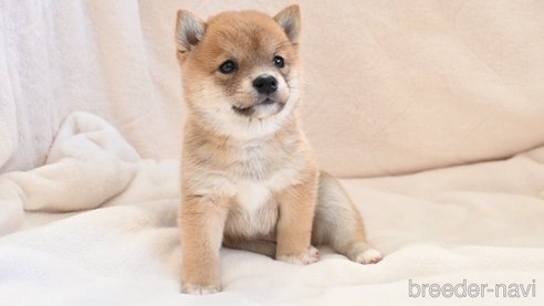 成約済の岡山県の豆柴-326677の4枚目