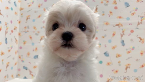 成約済の東京都のミックス犬-324914の1枚目
