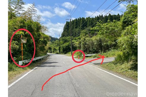 成約済の千葉県のポメラニアン-326483の3枚目