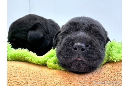 成約済の愛知県のラブラドールレトリーバー-330663の10枚目