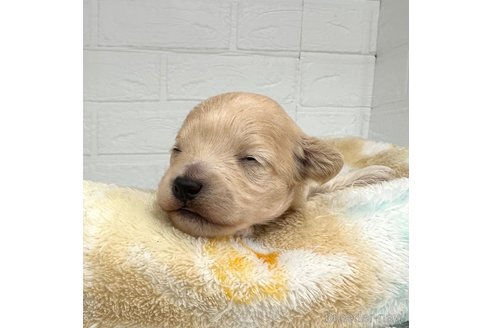 成約済の愛知県のマルプー:マルチーズ×トイプードル-330675の13枚目