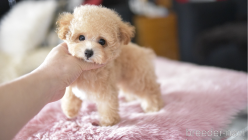 成約済の茨城県のタイニープードル-330678