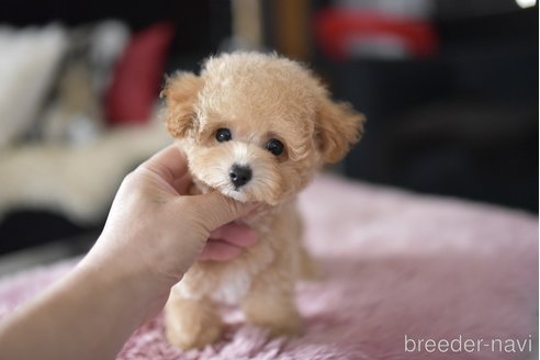 成約済の茨城県のタイニープードル-330678の6枚目