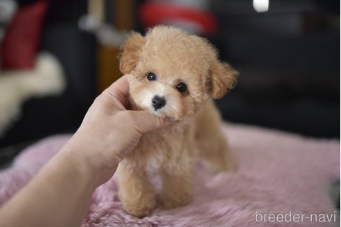 成約済の茨城県のタイニープードル-330678の5枚目