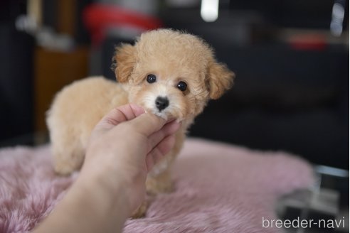 成約済の茨城県のタイニープードル-330678の4枚目