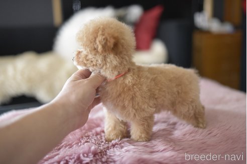 成約済の茨城県のタイニープードル-330678の3枚目